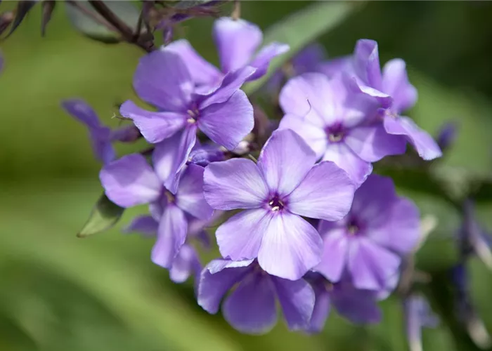 Phlox paniculata 'Blue Paradise'