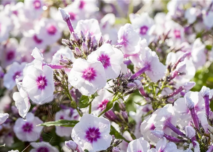 Phlox paniculata 'Bright Eyes'
