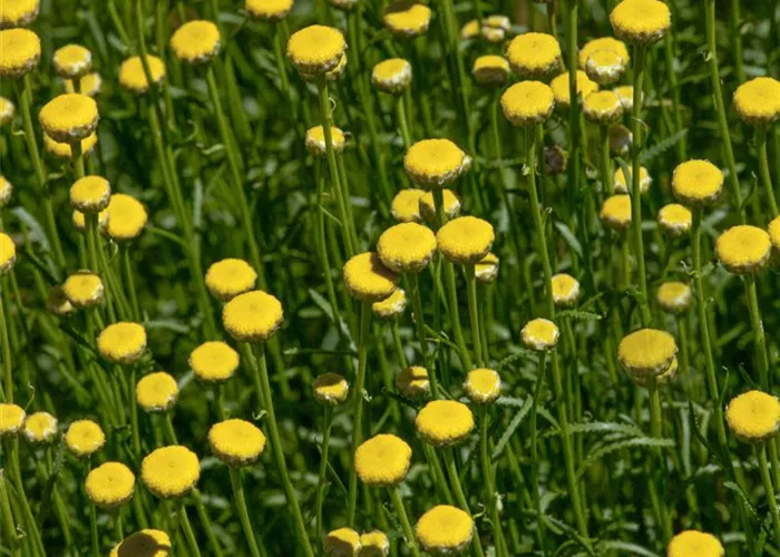 Santolina rosmarinifolia