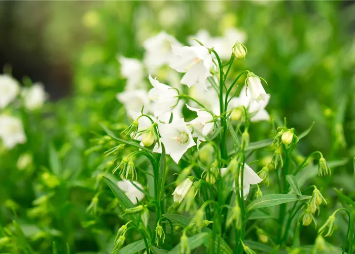 Campanula cochleariif.'Bavar.White'