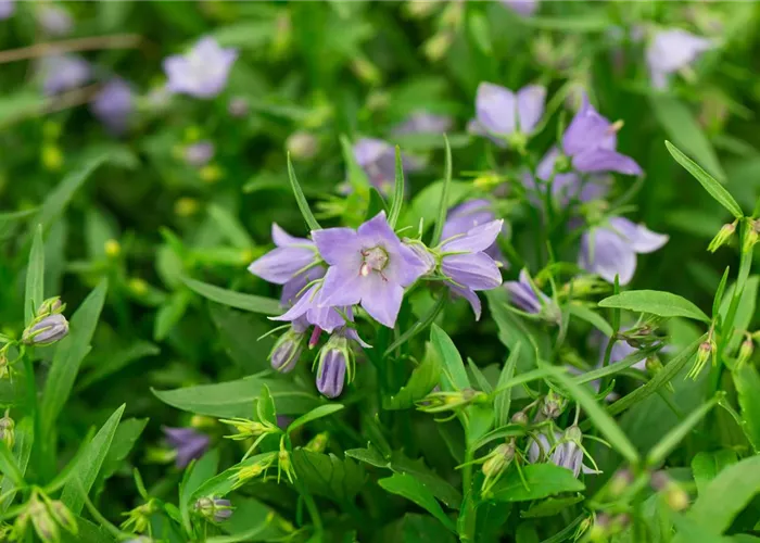 Campanula cochleariif.'Bavaria Blue'