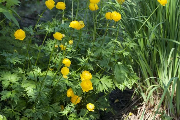 Europäische Trollblume