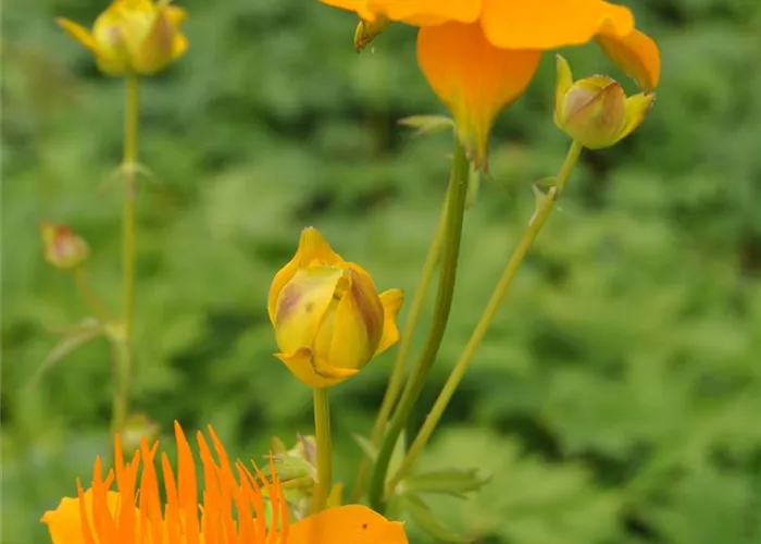 Trollius chinensis 'Golden Queen'