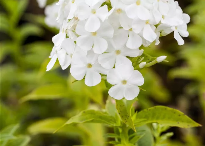 Phlox paniculata 'Fujiyama'