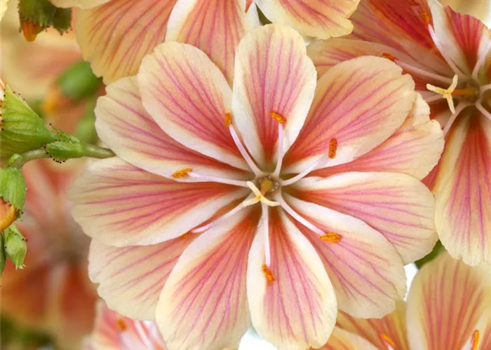 Lewisia x cotyledon 'Regenbogen'