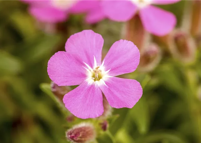 Saponaria ocymoides