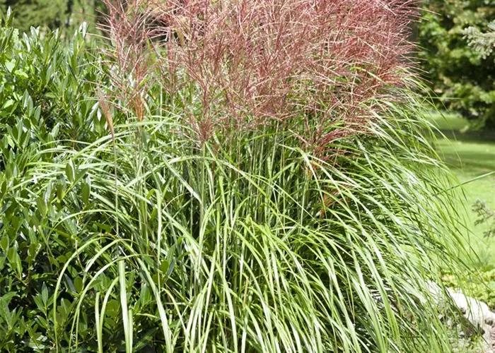 Miscanthus sinensis 'Große Fontäne'