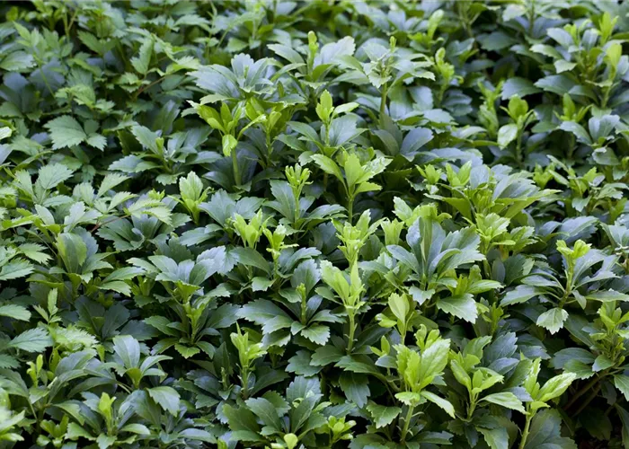 Pachysandra terminalis