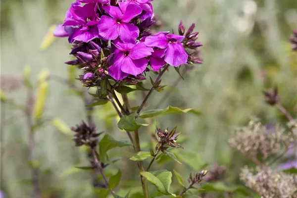 Hoher Staudenphlox, Flammenblume