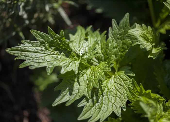 Valeriana officinalis