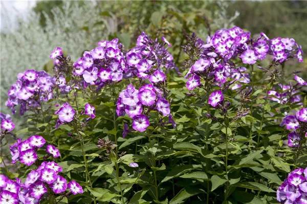 Hohe Garten-Flammenblume 'Wilhelm Kesselring'