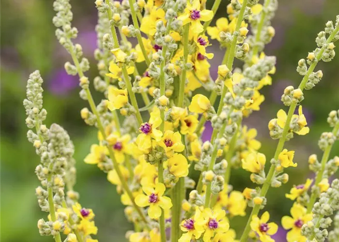Verbascum nigrum