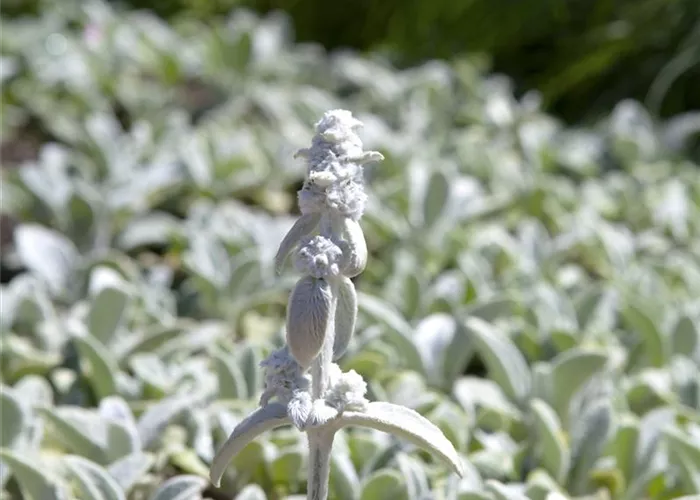 Stachys byzantina 'Silver Carpet'