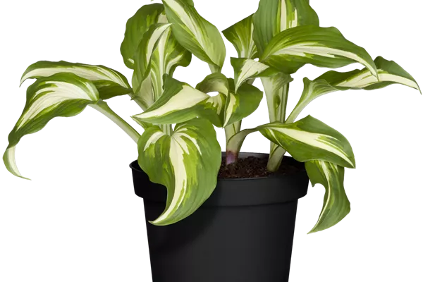 Mehrfarbige Wellblatt-Garten-Funkie 'Mediovariegata'