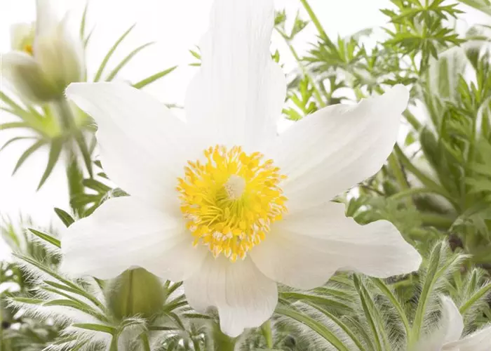 Pulsatilla vulgaris 'Alba'