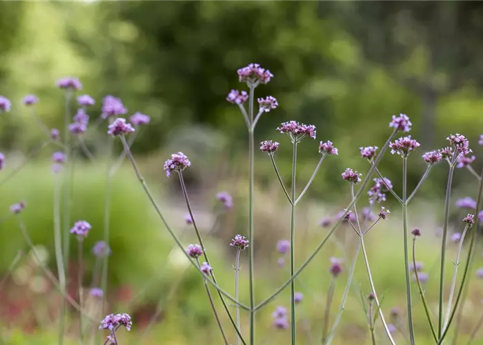 Verbena bonariensis