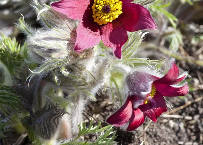 Pulsatilla vulgaris 'Rote Glocke'