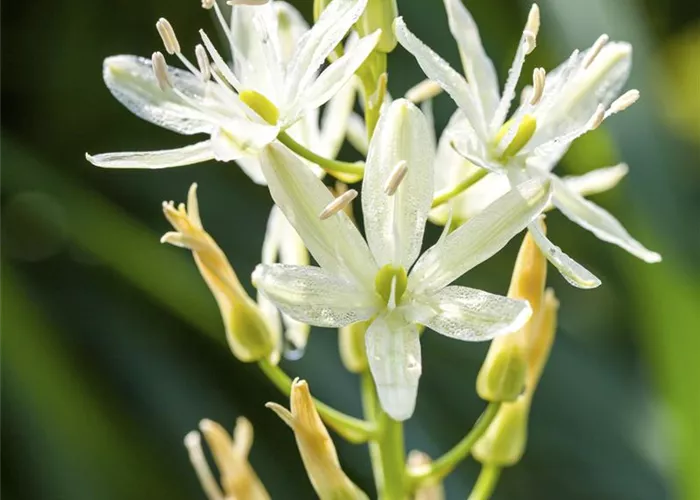 Camassia leichtlinii 'Alba' Camassia leichtlinii 'Alba'