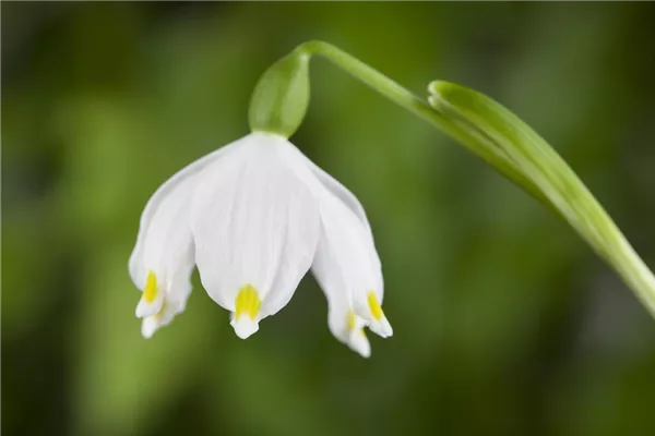 Frühlings-Knotenblume