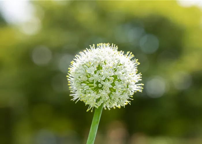 Allium x stipitatum 'Mount Everest' Allium x stipitatum 'Mount Everest'