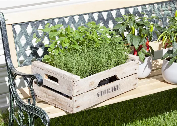 Pycnanthemum pilosum