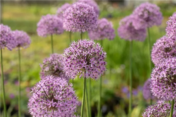 Garten-Kugel-Lauch 'Gladiator'