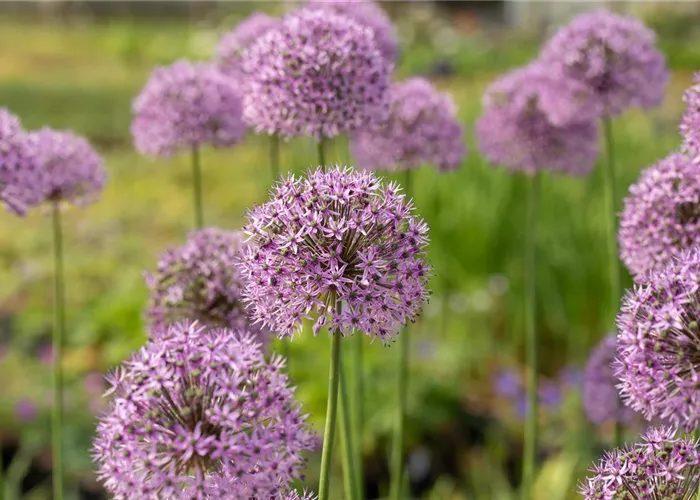 Allium aflatunense 'Gladiator' Allium aflatunense 'Gladiator'