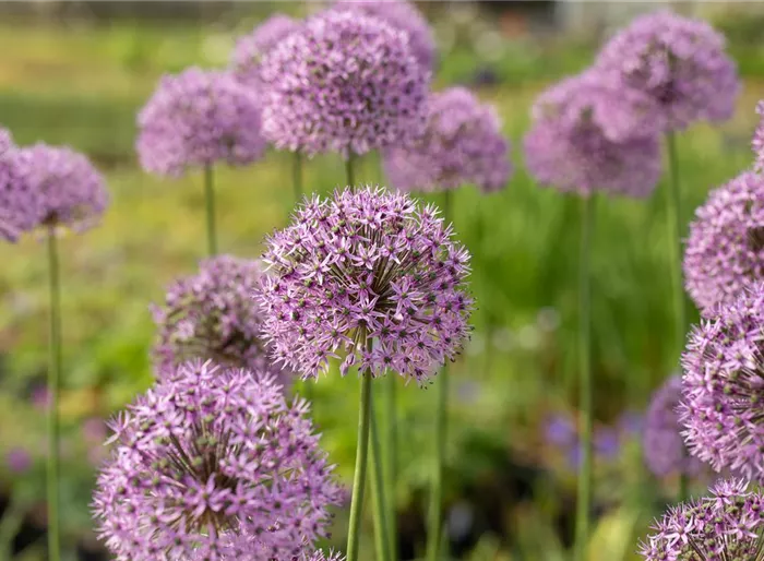 Garten-Kugel-Lauch 'Gladiator' Garten-Kugel-Lauch 'Gladiator'