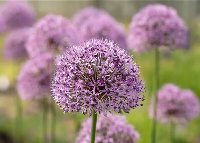 Allium aflatunense 'Gladiator'