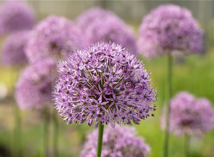 Kugellauch 'Gladiator'