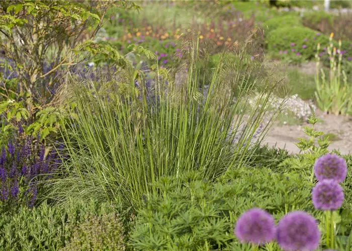 Stipa gigantea