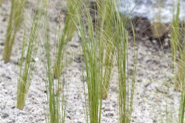 Flausch-Federgras