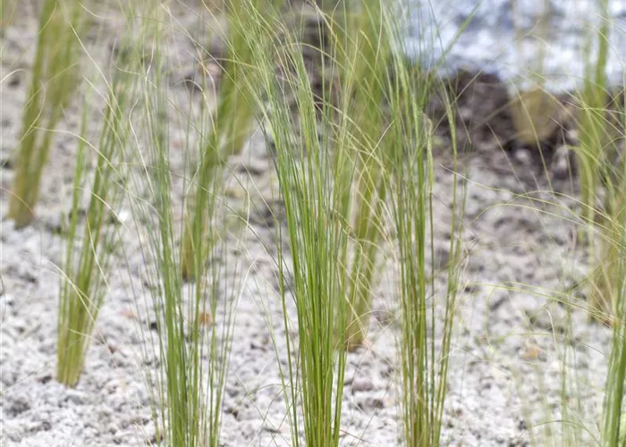 Stipa pennata