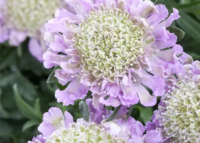 Scabiosa columbaria 'Pink Mist'