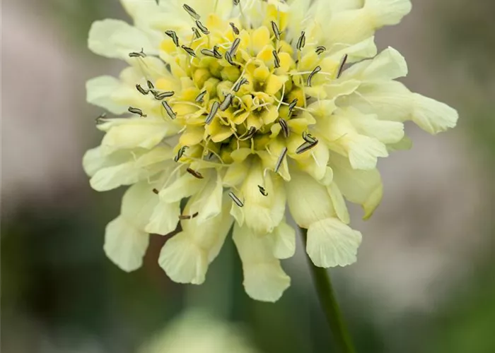 Scabiosa ochroleuca
