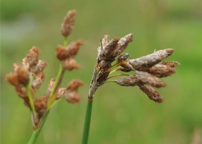 Schoenoplectus lacustris (Scirpus)