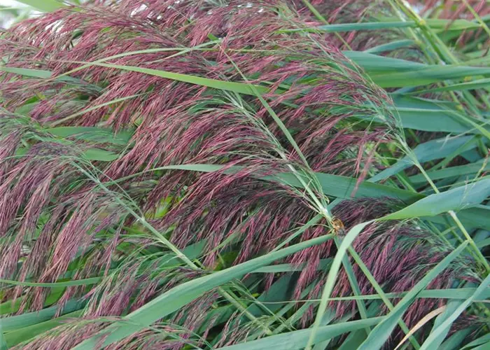 Phragmites australis