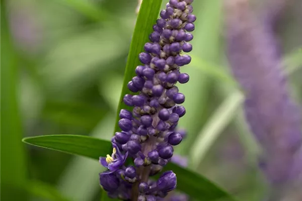 Garten-Glöckchentraube 'Big Blue'