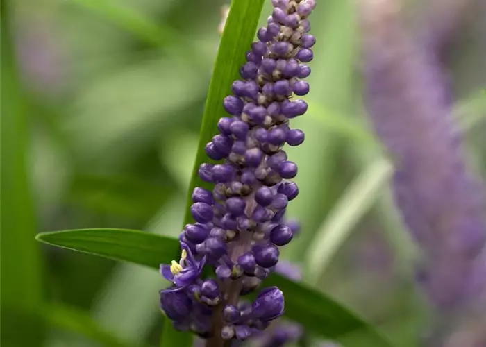 Liriope muscari 'Ingwersen'