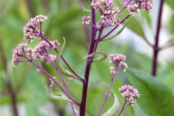 Fiederblättriges Schaublatt