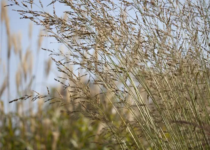 Molinia arundinacea 'Windspiel'