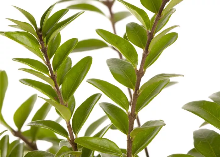 Lonicera pileata 'Moss Green'