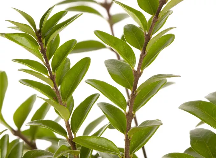 Heckenmyrte 'Moss Green'