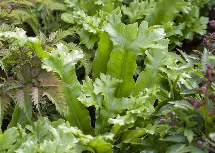 Asplenium scolopendrium (Phyllitis)