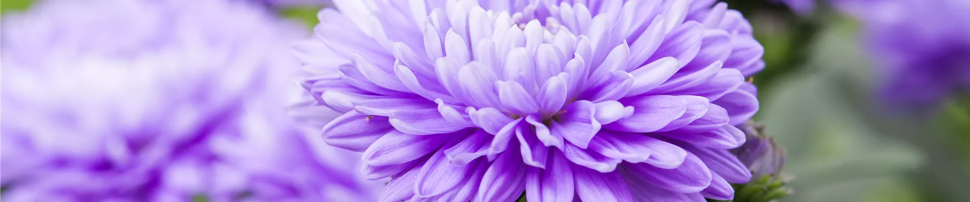 Aster novi-belgii, lila