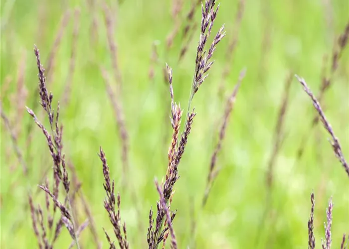 Molinia caerulea 'Edith Dudszus'
