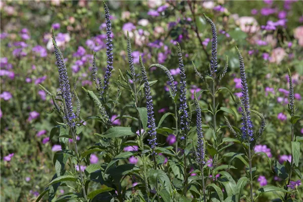 Scheinähriger Garten-Ehrenpreis 'Ulster Blue Dwarf'