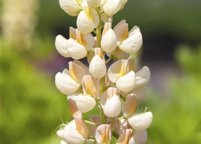 Lupinus polyphyllus 'Kronleuchter' gelb