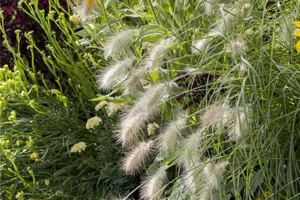 Garten-Federborstengras 'Hameln'