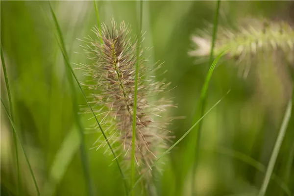 Garten-Federborstengras